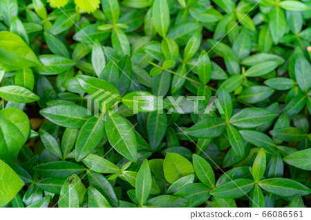 新鮮的綠葉滿屏風[長野縣] 66086561