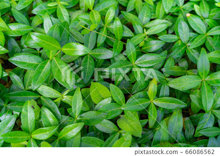 新鮮的綠葉滿屏風[長野縣] 66086562
