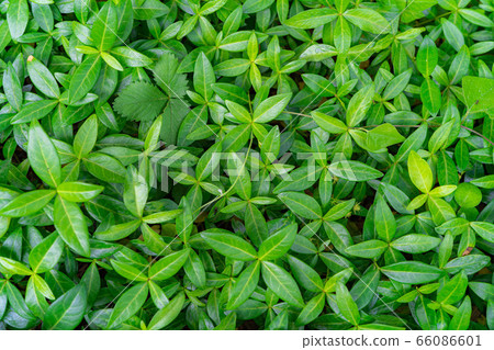 Fresh green leaves full of screens [Nagano Prefecture] 66086601