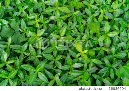 新鮮的綠葉滿屏風[長野縣] 66086604