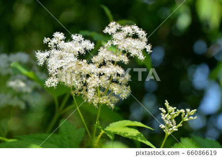 Seiyounatsuyukiso (Western summer snow grass) Seiyounatsuyukiso (Western summer snow grass) 66086619