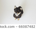 Mameshiba puppy 66087482