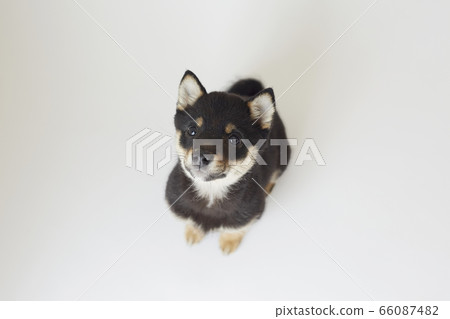 Mameshiba小狗 Mameshiba小狗 66087482