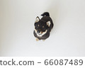 Mameshiba puppy 66087489