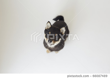 Mameshiba puppy Mameshiba puppy 66087489