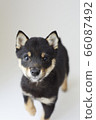Mameshiba puppy 66087492