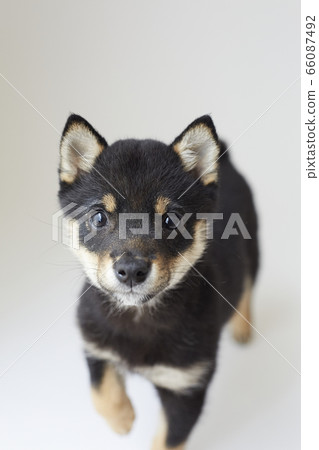 Mameshiba puppy Mameshiba puppy 66087492