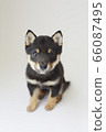Mameshiba puppy 66087495