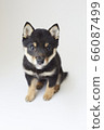Mameshiba puppy 66087499