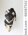 Mameshiba puppy 66087502