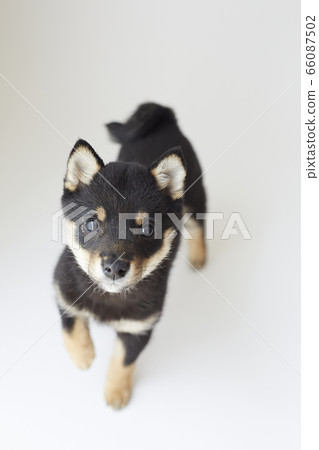 Mameshiba puppy Mameshiba puppy 66087502