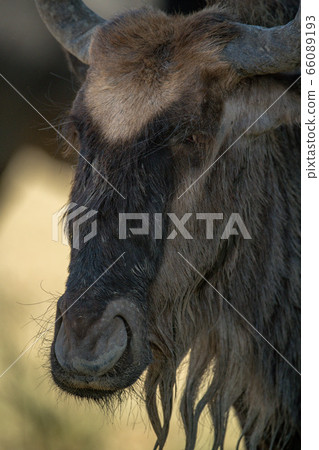 Close-up of blue wildebeest head in shade Close-up of blue wildebeest head in shade 66089193