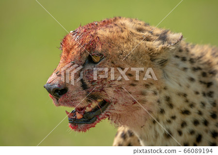 Close-up of bloody cheetah with green background Close-up of bloody cheetah with green background 66089194