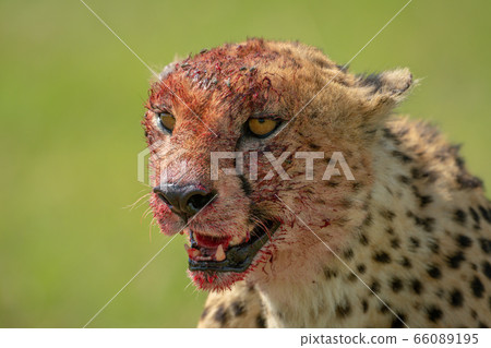 Close-up of bloody cheetah with green bokeh Close-up of bloody cheetah with green bokeh 66089195