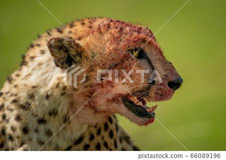 Close-up of bloody cheetah with grassy background Close-up of bloody cheetah with grassy background 66089196