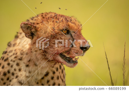Close-up of bloody cheetah surrounded by flies 66089199
