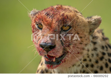 Close-up of bloodied cheetah with green background Close-up of bloodied cheetah with green background 66089202