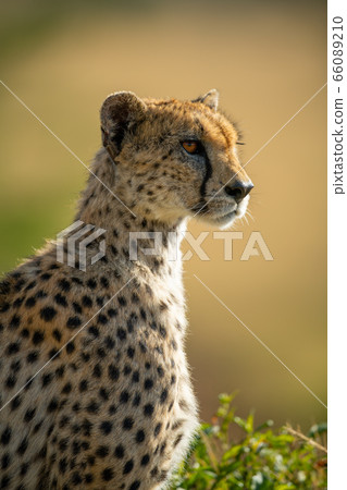 Close-up of backlit cheetah sitting in profile 66089210