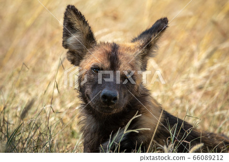 Close-up of African wild dog in grass Close-up of African wild dog in grass 66089212
