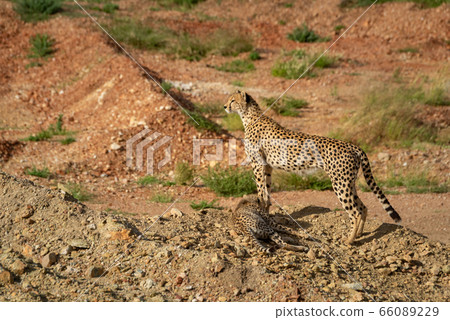 Cheetah stands with cub at her feet 66089229