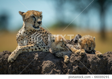 Cheetah lies on termite mound by cubs 66089291