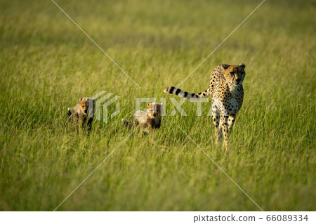 Cheetah crosses savannah in sun with cubs 66089334