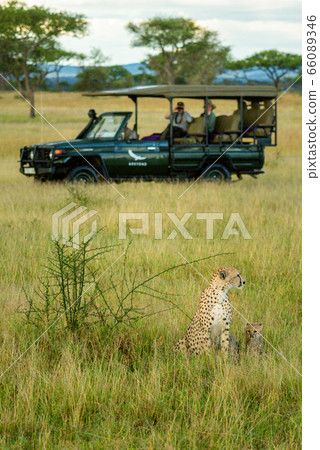 Cheetah and cub sit near safari truck Cheetah and cub sit near safari truck 66089346