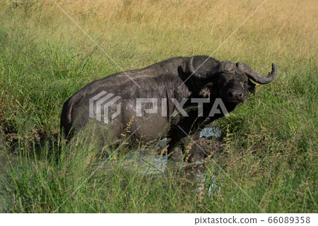 Cape buffalo stands in muddy water hole 66089358