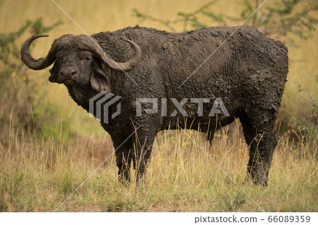 Cape buffalo stands caked in mud eyeing camera Cape buffalo stands caked in mud eyeing camera 66089359