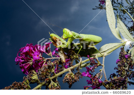 白尾螳螂 66089620