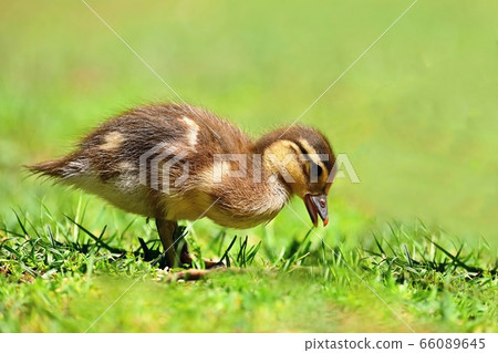 Duckling. Mandarin duckling cub. Beautiful young Duckling. Mandarin duckling cub. Beautiful young 66089645