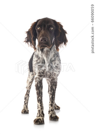 Small Munsterlander in studio Small Munsterlander in studio 66090059