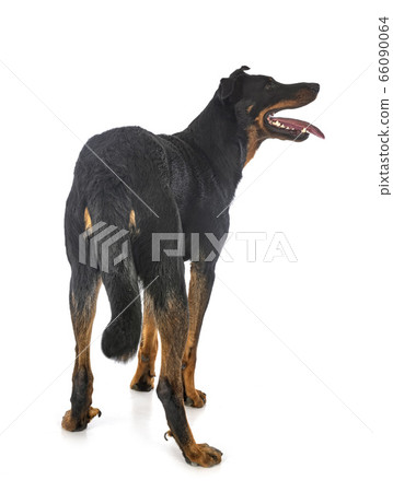 beauceron in studio 66090064