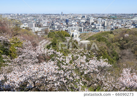Sakura seen from Masugatayama Sakura seen from Masugatayama 66090273