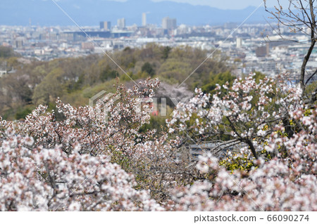 從增ata山看的櫻花 從增ata山看的櫻花 66090274