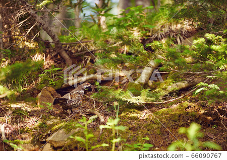 Ezo grouse walking on the forest floor (Hokkaido) Ezo grouse walking on the forest floor (Hokkaido) 66090767