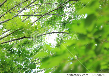 樹木和樹葉的背景材料 樹木和樹葉的背景材料 66090780