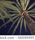 Palm Trees / Palm Trees / Palms / Night Sky / Los Angeles / Palm Trees Up 66090995