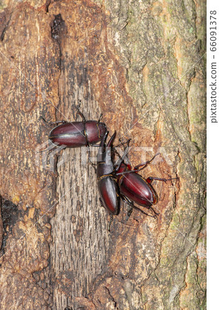 Saw toothbrush Saw toothbrush 66091378