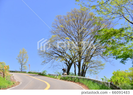 National highway No. 403 Oike district shrine and keyaki tree National highway No. 403 Oike district shrine and keyaki tree 66091483