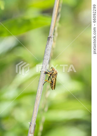 Aoméab Aoméab 66092299