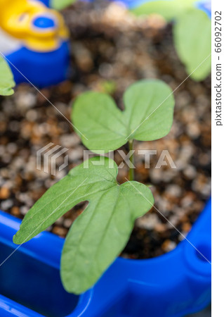 Observation of morning glory 14th day Observation of morning glory 14th day 66092702