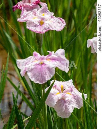 Colorful and beautifully blooming Hanashobu Colorful and beautifully blooming Hanashobu 66092887