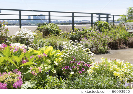 Early summer balconies full of plants, urban gardening 66093960