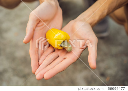 Hand harvesting Cashew fruit cashew apple in hand Hand harvesting Cashew fruit cashew apple in hand 66094477