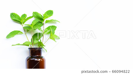Essential oil bottle with fresh mint leaves 66094822