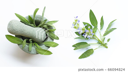 Sage leaves with stone mortar and pestle on white 66094824
