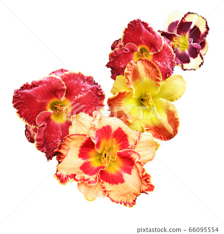 Variety Of Flowers Variety Of Flowers 66095554
