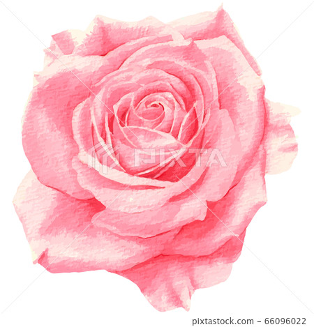 Hand painted pink roses (watercolor vector) - Stock Illustration ...