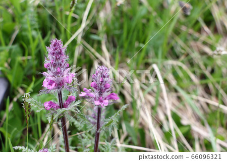 Lilac flowers of the lousewort in the meadow Lilac flowers of the lousewort in the meadow 66096321
